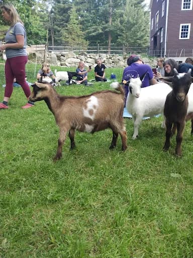 Goats To Go ® - Goat Yoga in Georgetown, Massachusetts
