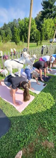 Horse and Goat Yoga - Goat Yoga in Maple Glen, Pennsylvania