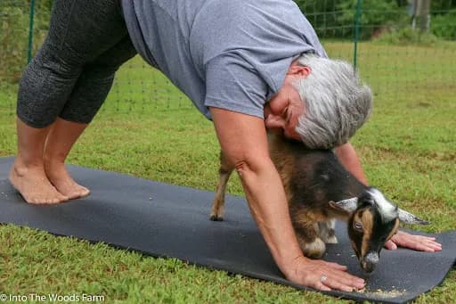 Into The Woods Farm, LLC. - Goat Yoga in Middle Grove, New York