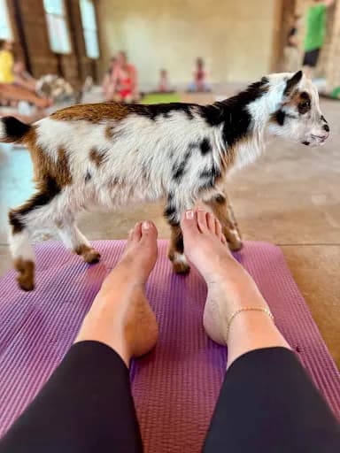 NY Goat Yoga - Goat Yoga in NY 13843, New York
