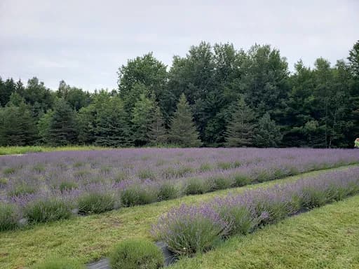 Spring Creek Lavender - Goat Yoga in Remsen, New York