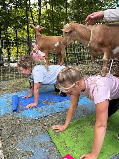 Woodstock Goat Yoga - Goat Yoga in Shady, New York